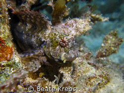 Blenny at the Housreef of Bituon Beach "Eden's Garden" by Beate Krebs 